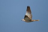 Image. Eurasian Collared Dove