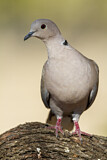 Image. Eurasian Collared Dove