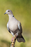 Image. Eurasian Collared Dove