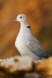 Image. Eurasian Collared Dove