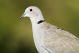Image. Eurasian Collared Dove
