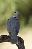 Image. Eurasian Collared Dove