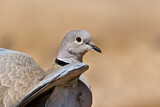 Image. Eurasian Collared Dove