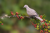 Image. Eurasian Collared Dove