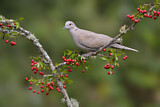 Image. Eurasian Collared Dove