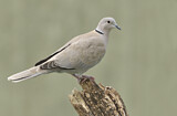 Image. Eurasian Collared Dove