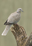 Image. Eurasian Collared Dove