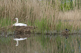 Image. Eurasian Coot & Mute Swan