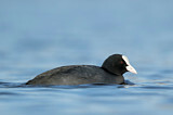 Image. Eurasian Coot