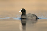 Image. Eurasian Coot