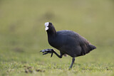 Image. Eurasian Coot