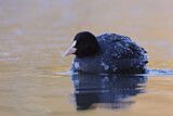 Image. Eurasian Coot
