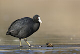Image. Eurasian Coot