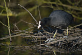 Image. Eurasian Coot