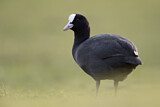 Image. Eurasian Coot