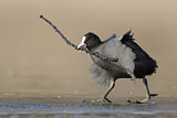 Image. Eurasian Coot