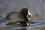 Image. Eurasian Coot