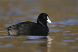 Image. Eurasian Coot
