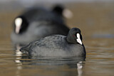 Image. Eurasian Coot
