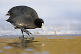 Image. Eurasian Coot