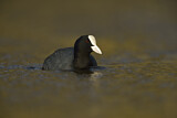 Image. Eurasian Coot