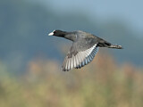 Image. Eurasian Coot