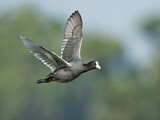 Image. Eurasian Coot