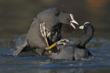 Image. Eurasian Coot