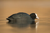Image. Eurasian Coot