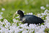 Image. Eurasian Coot