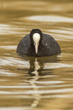 Image. Eurasian Coot