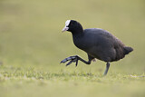 Image. Eurasian Coot
