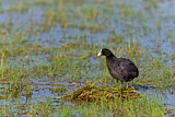 Image. Eurasian Coot