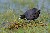 Image. Eurasian Coot
