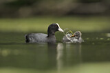 Image. Eurasian Coot