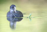 Image. Eurasian Coot