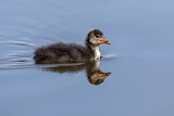 Image. Eurasian Coot