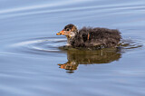 Image. Eurasian Coot