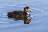 Image. Eurasian Coot