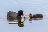Image. Eurasian Coot