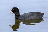Image. Eurasian Coot