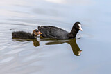 Image. Eurasian Coot