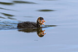Image. Eurasian Coot