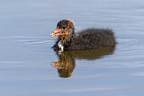 Image. Eurasian Coot