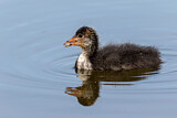 Image. Eurasian Coot
