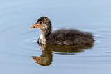 Image. Eurasian Coot