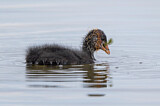 Image. Eurasian Coot