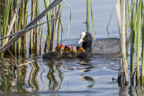 Image. Eurasian Coot