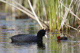 Image. Eurasian Coot