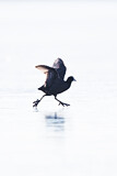 Image. Eurasian Coot